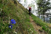 18 Genziana di Clusius (Gentiana Clusii)